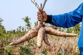 Cassava Farming Guide