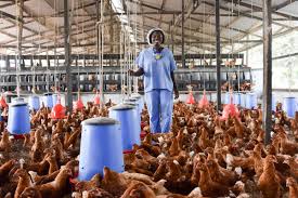 Poultry Management Basics